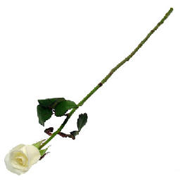 2013 White Long Stem Roses   Mindengrad