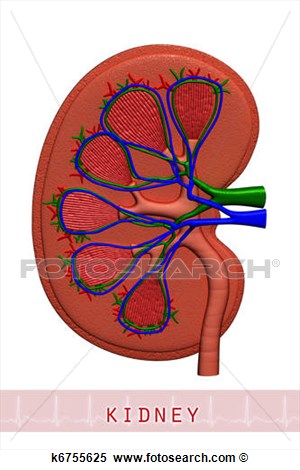   Anatomical Drawing Of A Kidney   Fotosearch   Search Clipart    