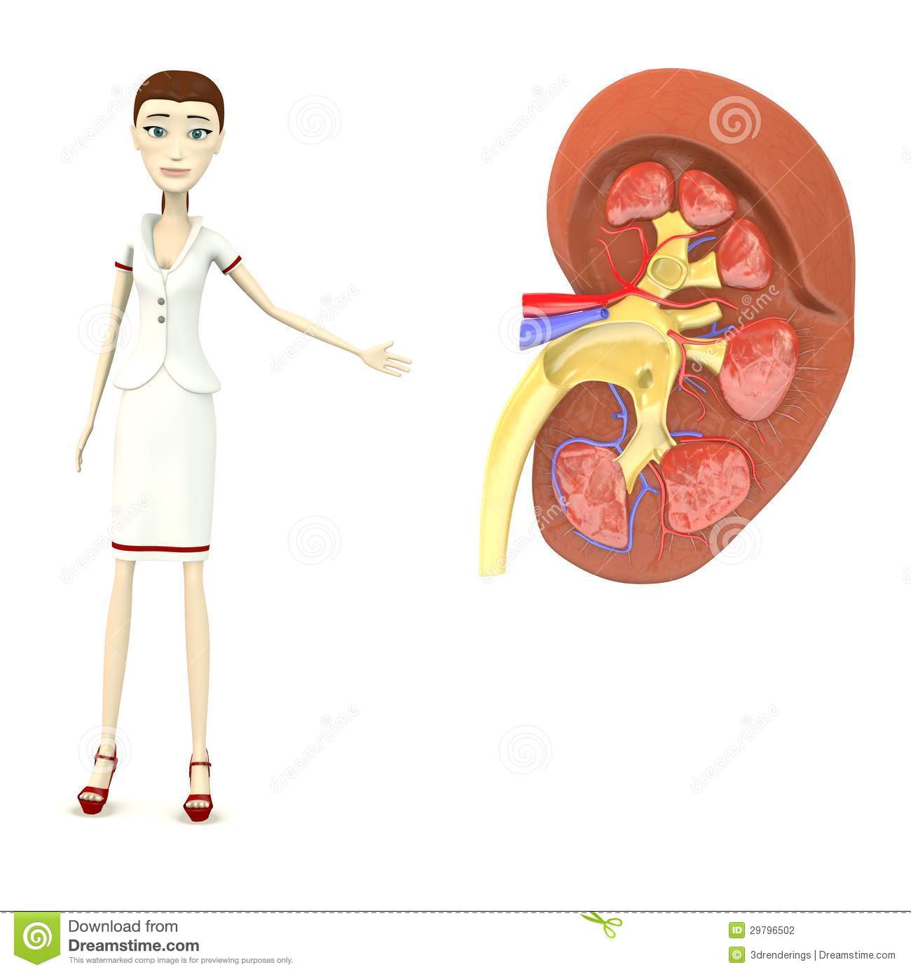 Cartoon Nurse With Kidney Stock Photography   Image  29796502