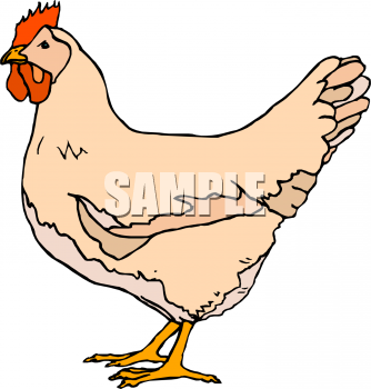 Find Clipart Chicken Clipart Image 7 Of 137