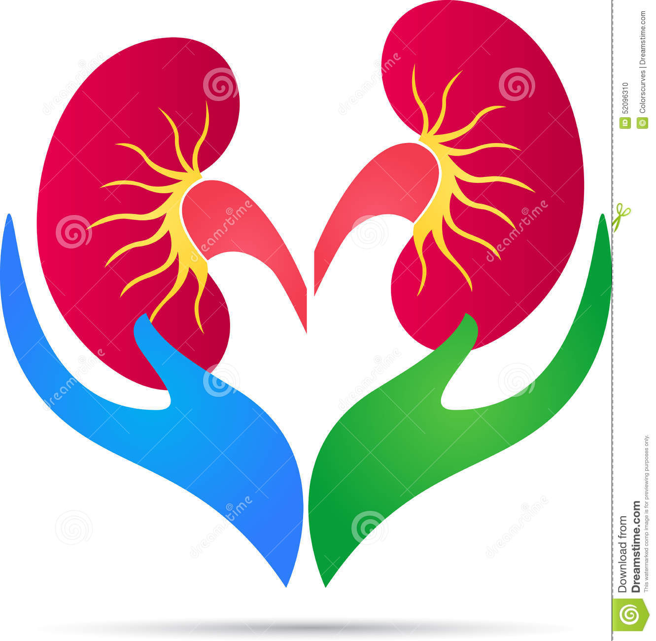 Kidney Care Logo Stock Vector   Image  52096310