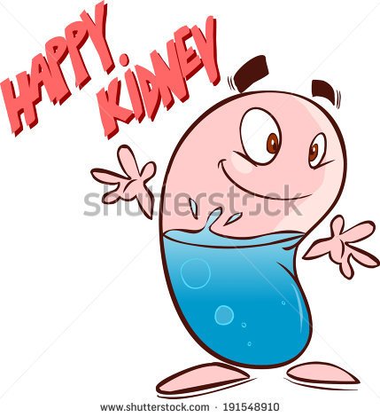 Kidney Stock Photos Illustrations And Vector Art