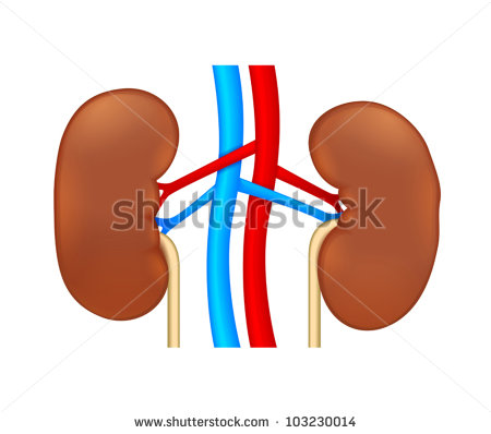 Kidneys Cartoon Humor  Doctor And Nurse Having A Chat  Images   Frompo