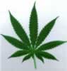 Marijuana Leaf Clip Art   Background Wallpaper
