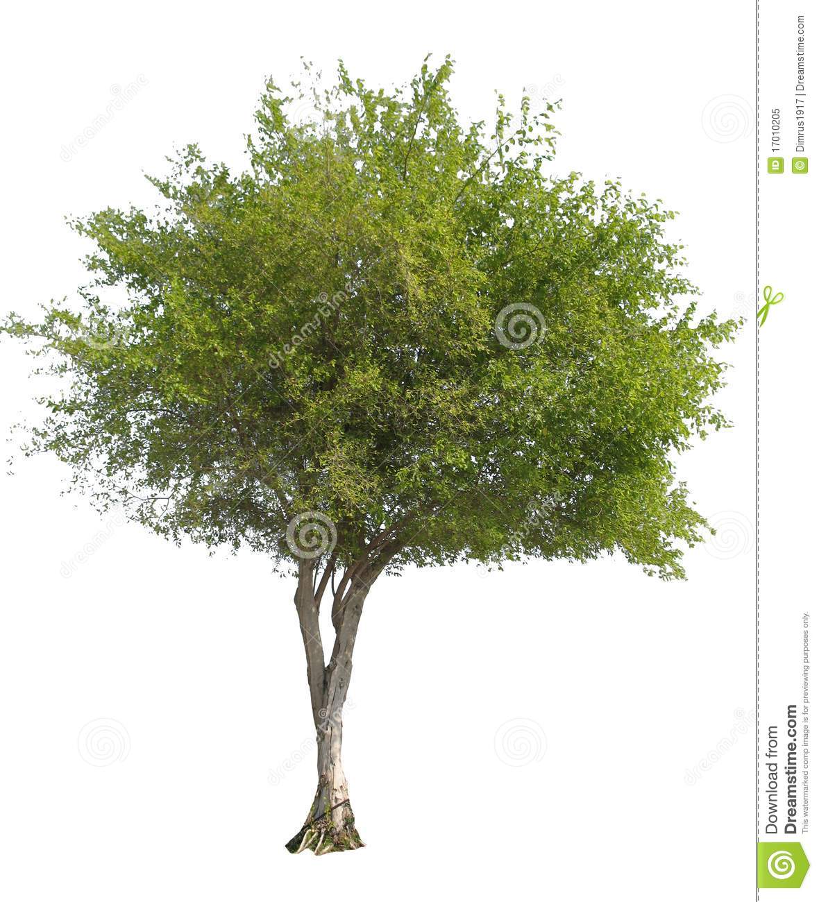 Olive Tree Isolated Royalty Free Stock Photo   Image  17010205