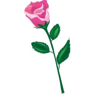 Rose Clipart Image   Long Stem Rose   Polyvore
