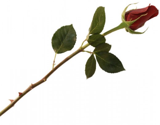 Single Long Stem Rose   Clipart Best