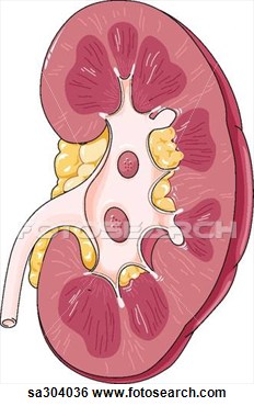 Stock Illustration   Frontal View Of Kidney   Fotosearch   Search Clip