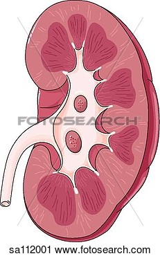 Transverse Section Of A Kidney Revealing The Internal Anatomy  View    