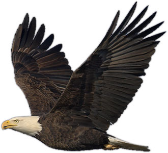 Eagle In Flight Clipart Images   Pictures   Becuo