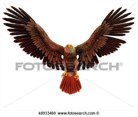 Stock Illustration   Bald Eagle In Flight  Fotosearch   Search Clipart