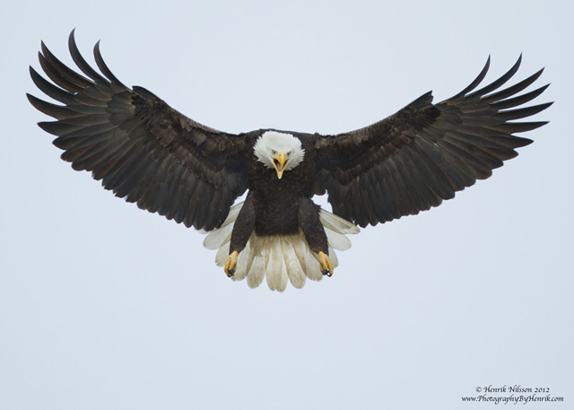 Stunning Photographs Of Bald Eagle   Incredible Snaps