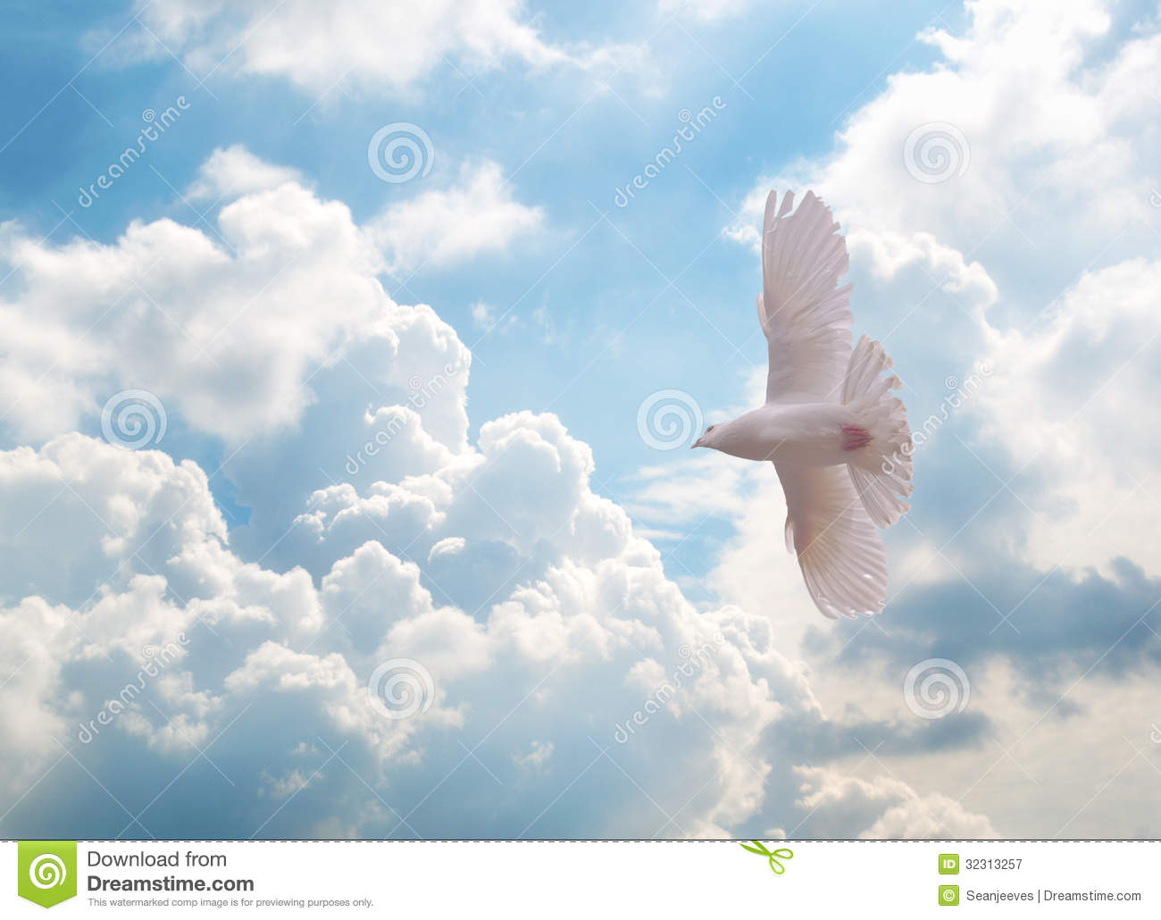 White Dove Royalty Free Stock Photography   Image  32313257