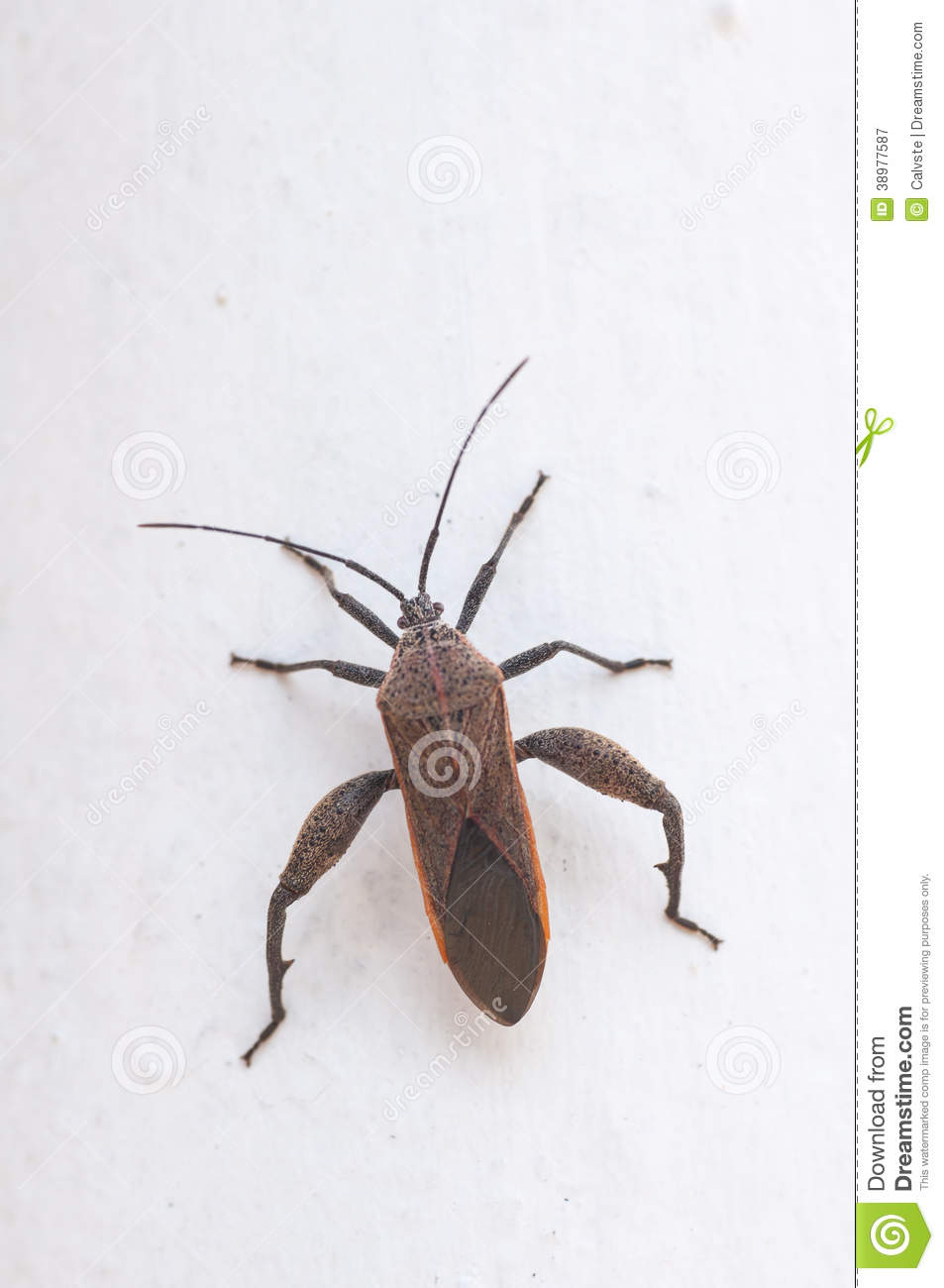 Bug On A White Wall  It Is Generally Known As Leaf Footed Bug