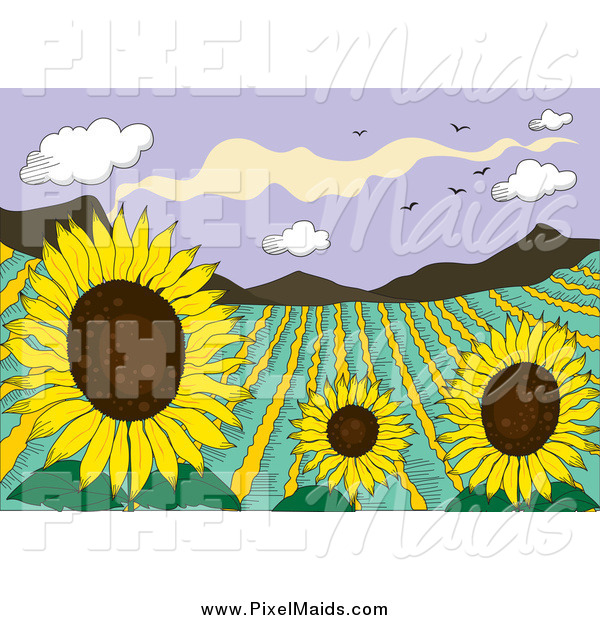 Clipart Of A Sunflower Field Crop In A Valley By Colematt    95831