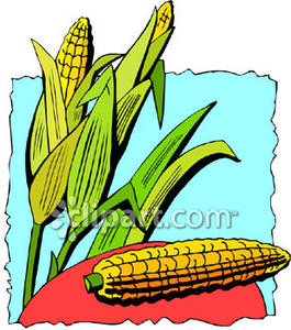 Corn Crop With A Shucked Ear Of Corn   Royalty Free Clipart Picture
