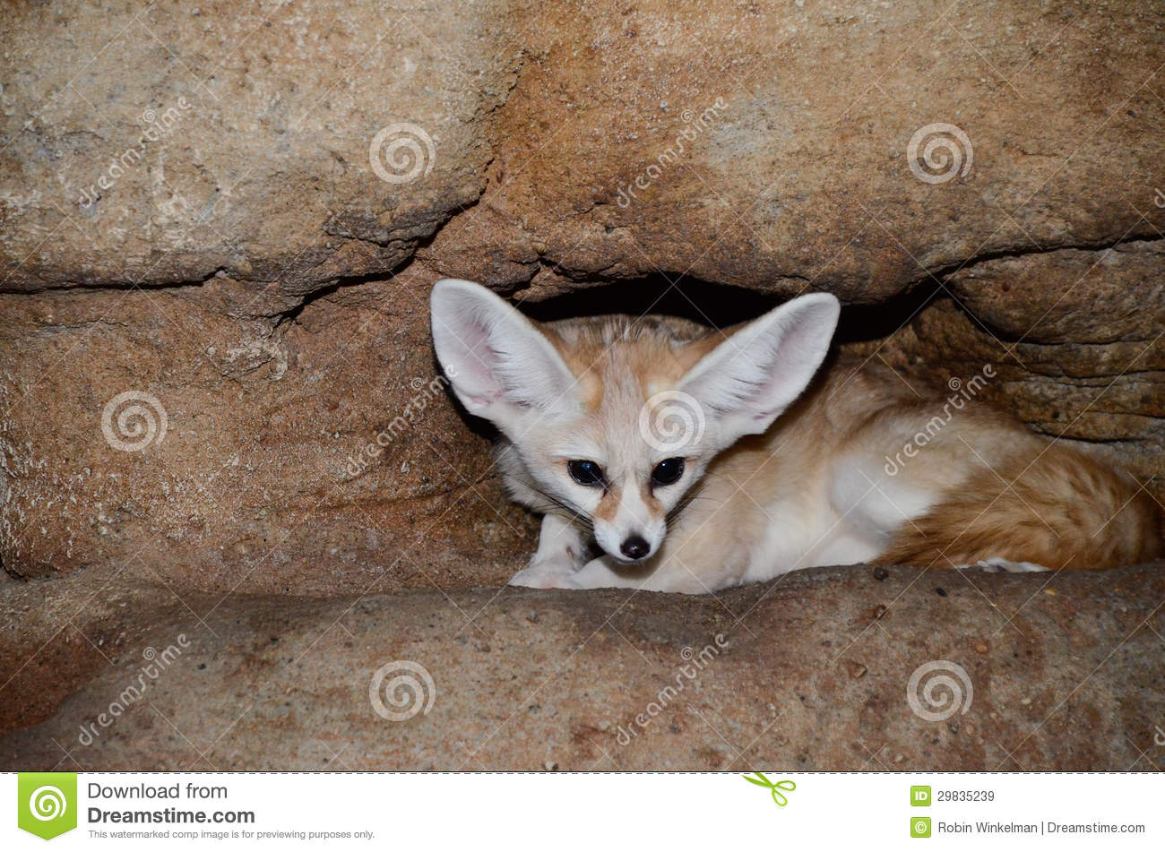 Fennec Fox Royalty Free Stock Images   Image  29835239