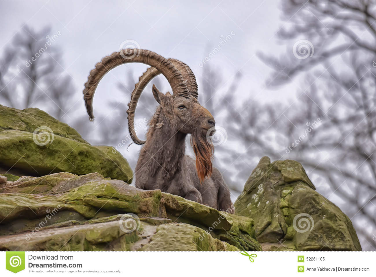 Mountain Goat On Rock Ledge Stock Photo   Image  52261105