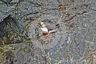 Photo Of Puffin Resting On A Rock Ledge