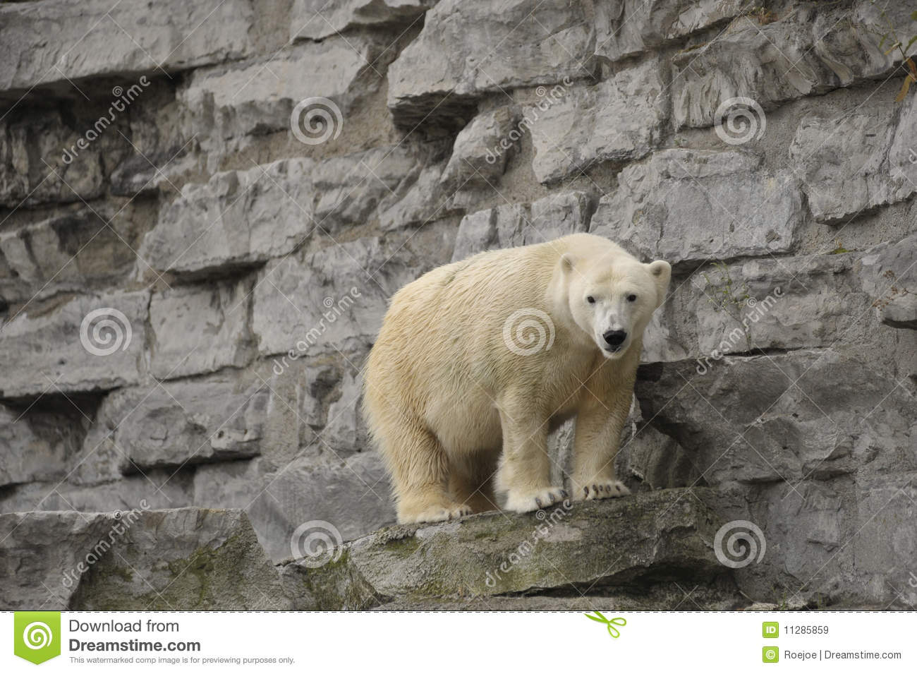 Polar Bear On Rock Ledge Royalty Free Stock Images   Image  11285859