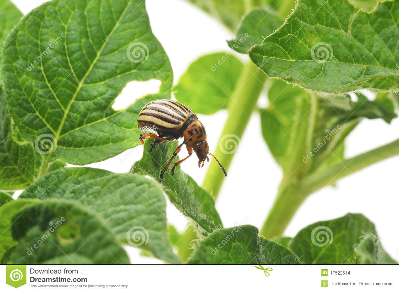 Potato Bug Eating Potato Plant