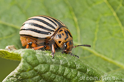 Potato Bug O Royalty Free Stock Image   Image  15277006