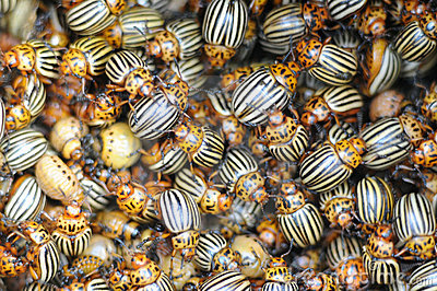 Potato Bug Stock Image   Image  15381061