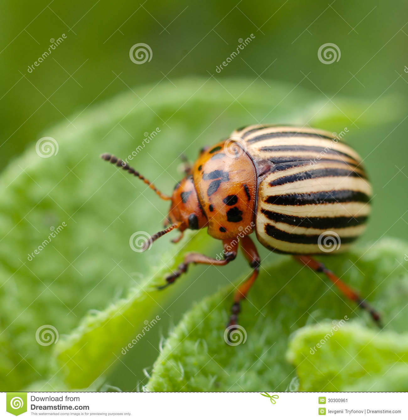 Potato Bug Stock Image   Image  30300961