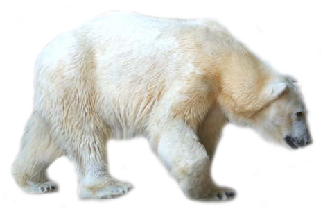 To See Are Larger Version Of Your Favorite Polar Bear Clipart Image