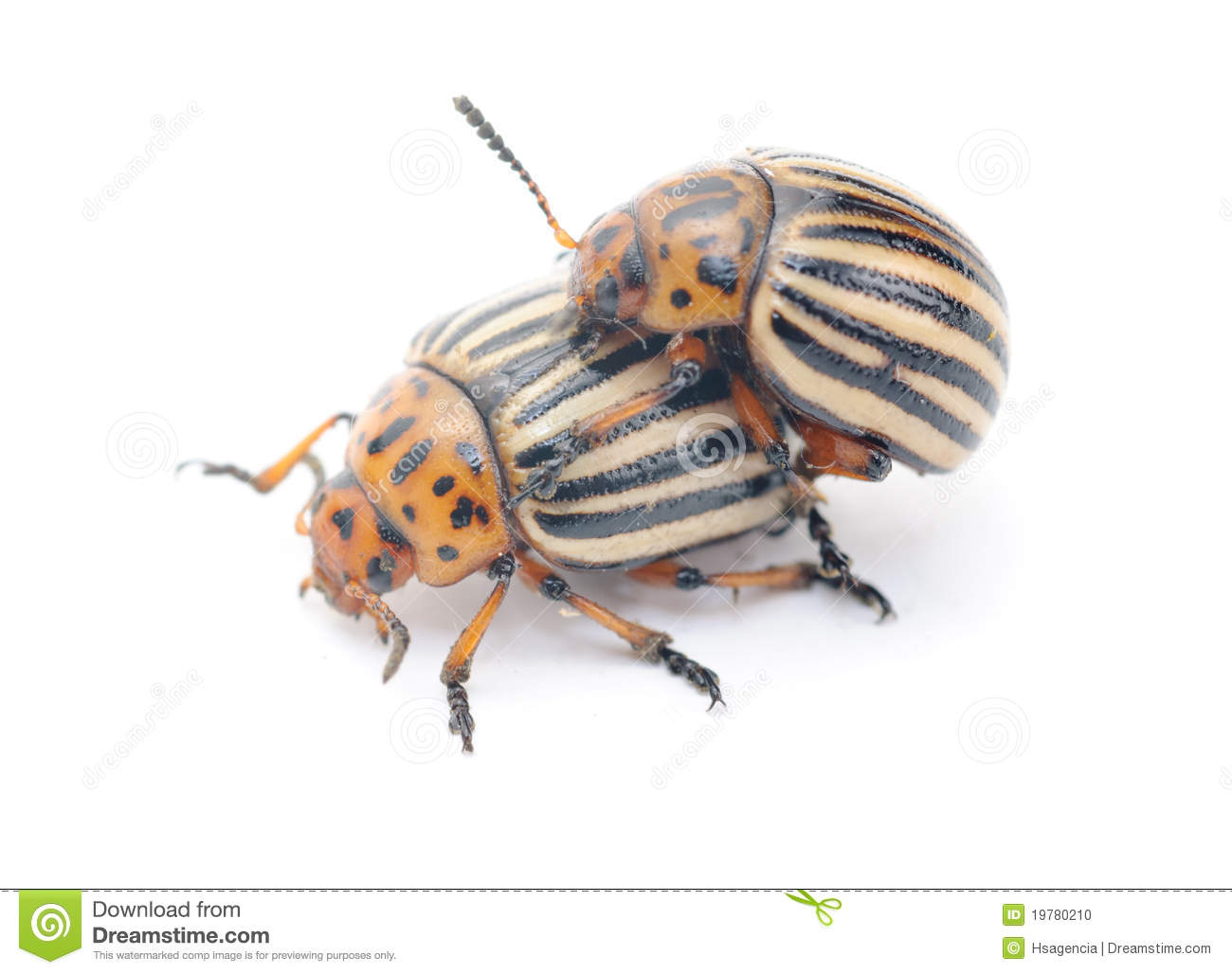 Two Colorado Potato Bug  Leptinotarsa Decemlineata  Isolated On The