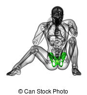 3d Medical Illustration Of The Pelvis Bone   Front View