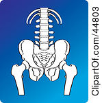 Clipart Illustration Of A White X Ray Of A Human Hip Pelvis And Spine
