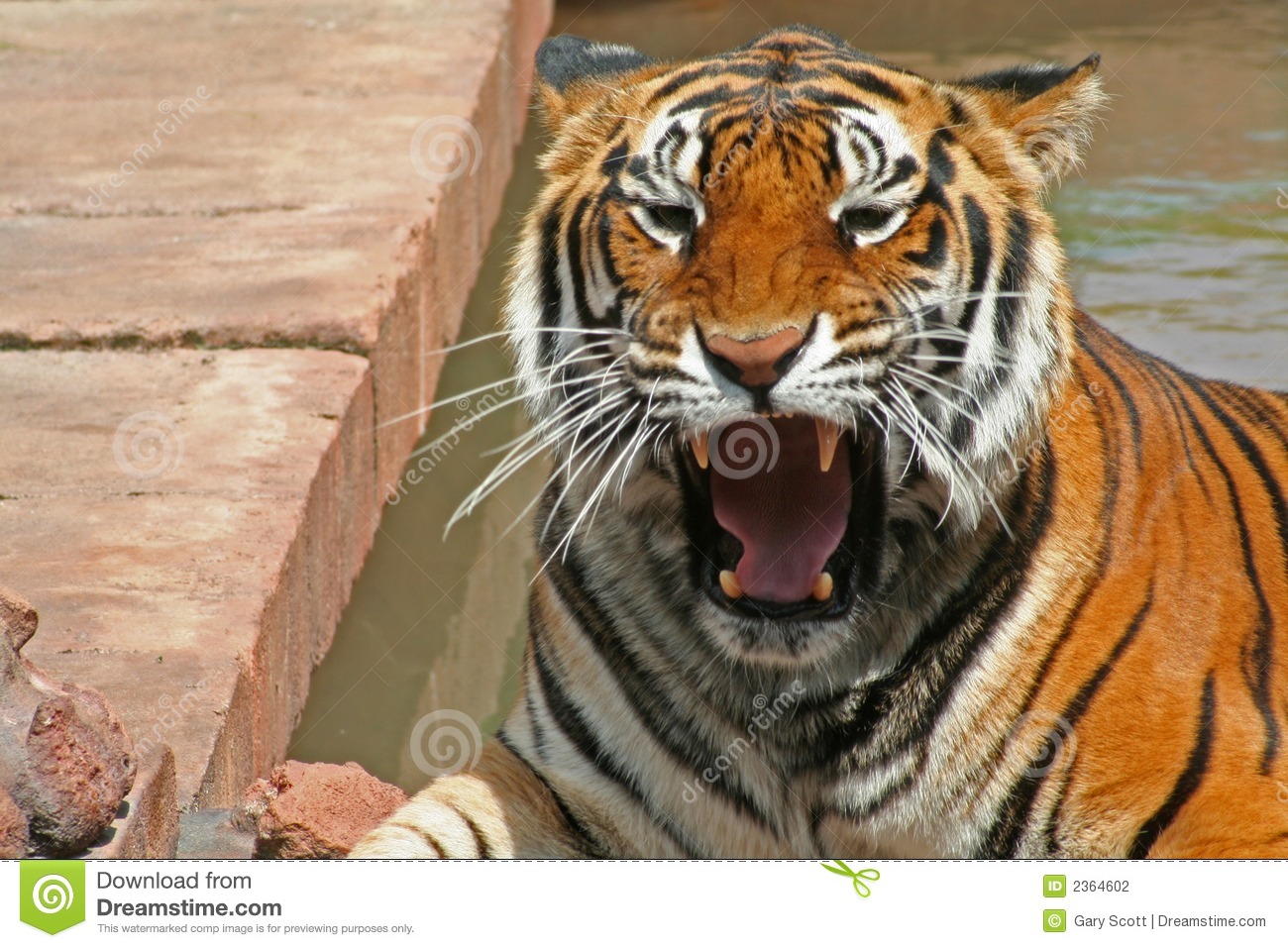 Ferocious Tiger Stock Photography   Image  2364602