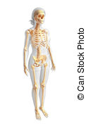 Human Skeleton Side View   Illustration Of Human Skeleton