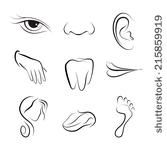     Nose Throat Clip Art Vector Ear Nose Throat   1000 Graphics   Clipart