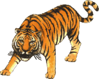 Tiger Clip Art Tigers Scary Ferocious Running Jumping Growling As