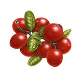Cranberry Clip Art Eps Images  315 Cranberry Clipart Vector