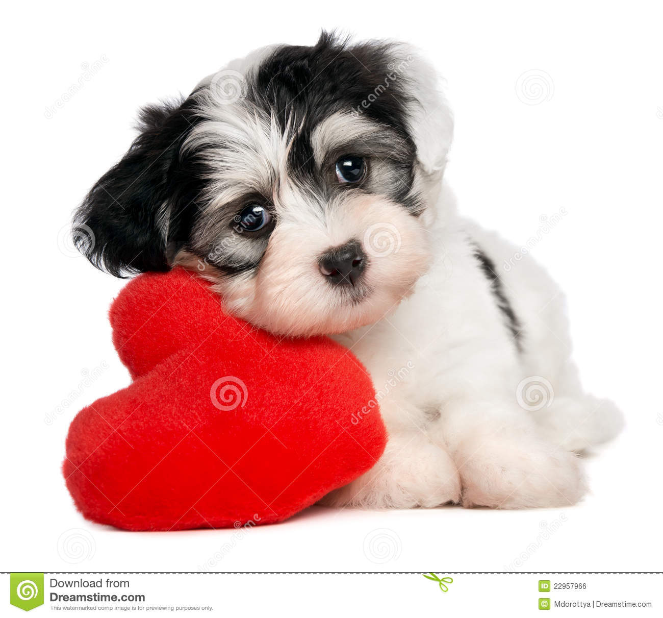 Cute Lover Valentine Havanese Puppy Dog With A Red Heart Isolated On