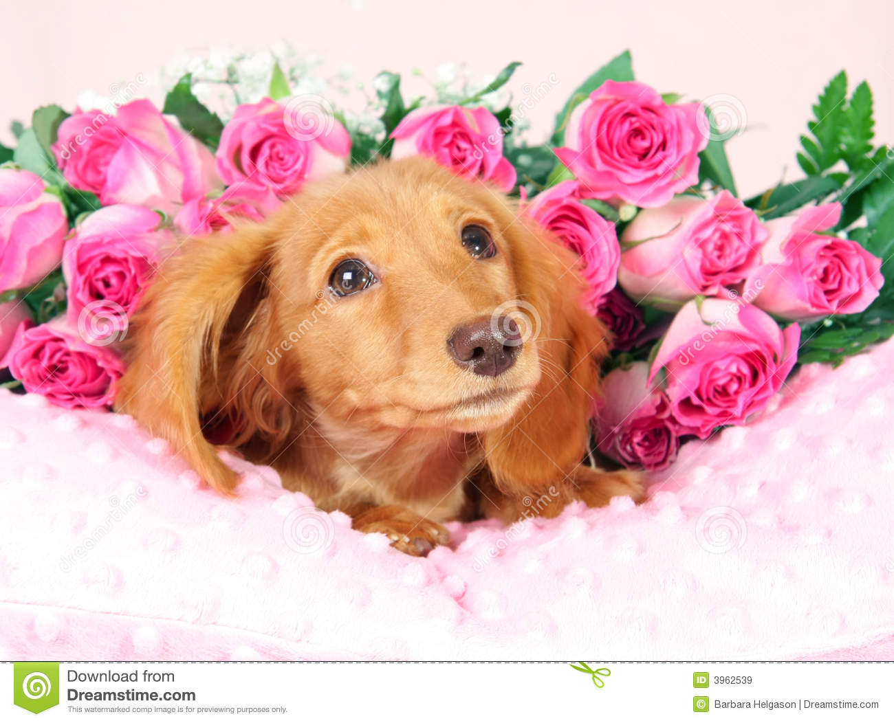 Valentine Puppy Royalty Free Stock Images   Image  3962539