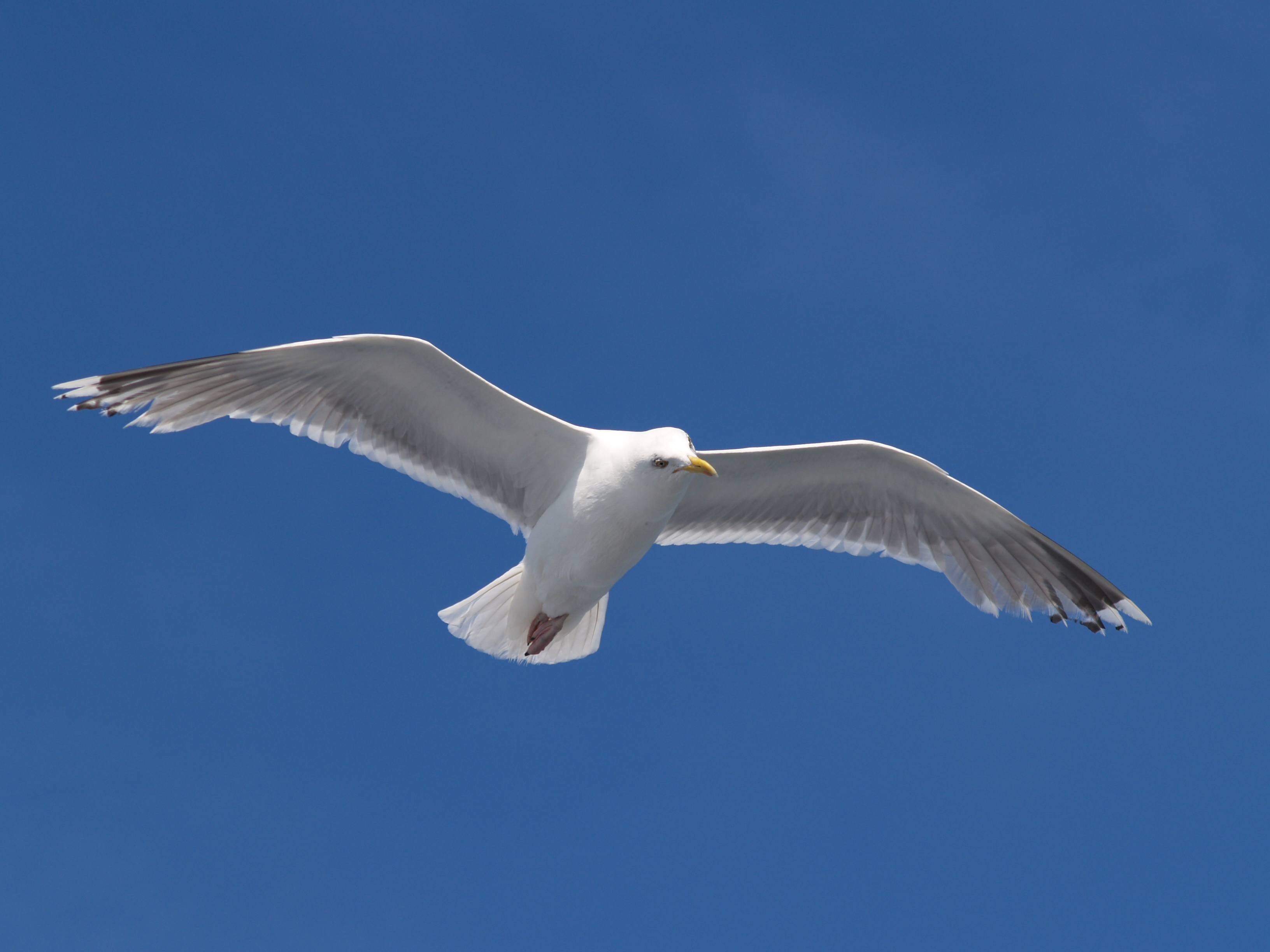 File Seagull Flying  5  Jpg   Wikimedia Commons
