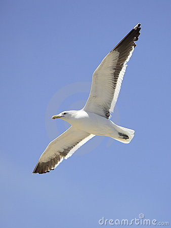 Flying Seagulls Clip Art Http   Www Dreamstime Com Stock Photos    