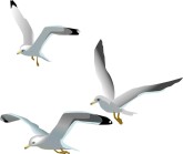 Flying Seagulls Clipart