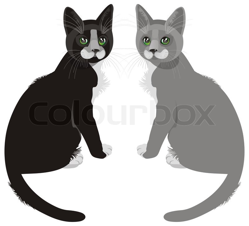 Two Cats Sitting Near   Black And Gray   Stock Photo   Colourbox