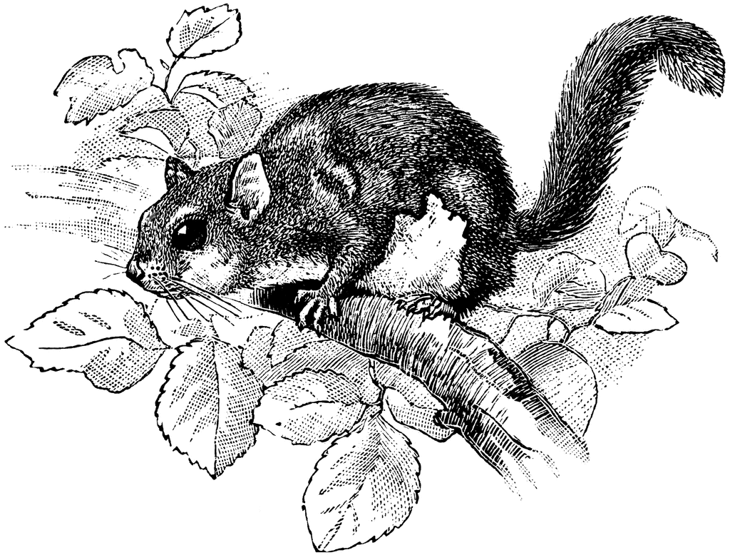 American Flying Squirrel   Clipart Etc