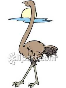 Brown Ostrich With A Long Neck   Royalty Free Clipart Picture