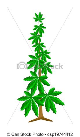 Clipart Of Cannabis Or Marijuana Plant On White Background   Vegetable