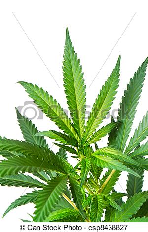 Picture Of Marijuana Plant Green Cannabis Plant Csp8438827   Search    
