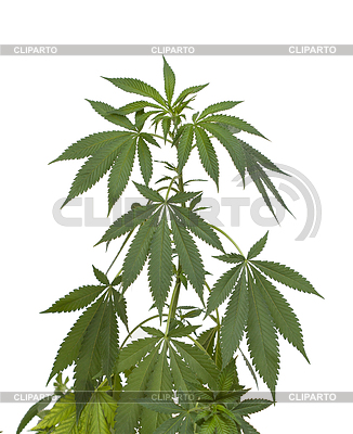 Planta De Marihuana  Cannabis M Dico Aislado En Blanco     Pakete