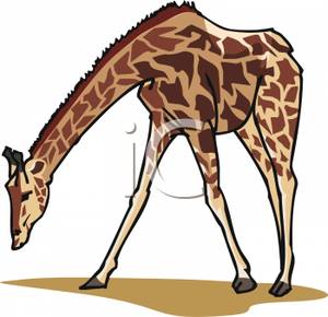 Realistic Giraffe   Royalty Free Clipart Picture