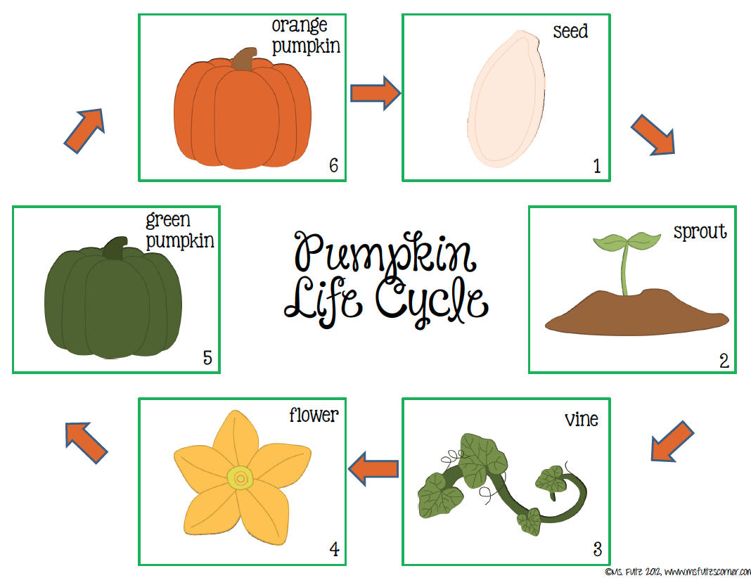 The Lesson Cloud  Free Science Lesson    Free Pumpkin Life Cycle
